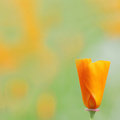 Poppy in the fields-2