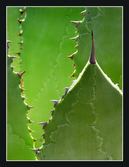 Cactus