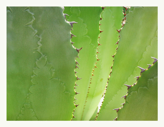 Cactus leaves