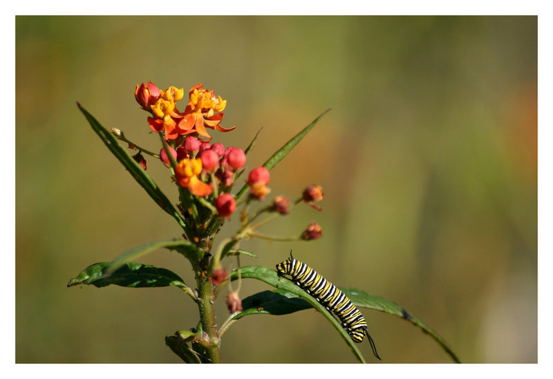 Caterpillar