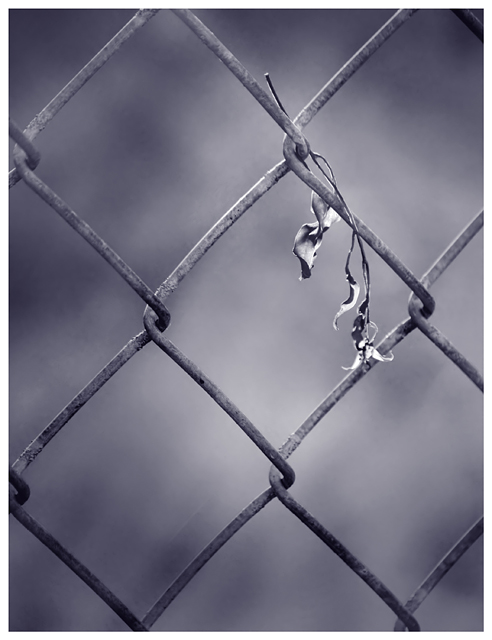 On both sides of the fence