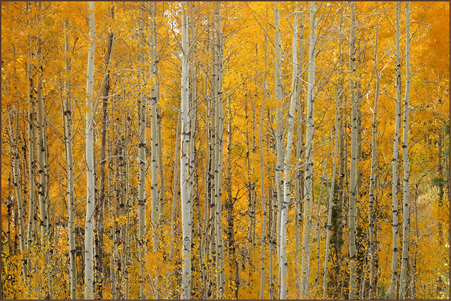 Aspen grove