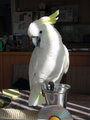 Pollito010.JPG