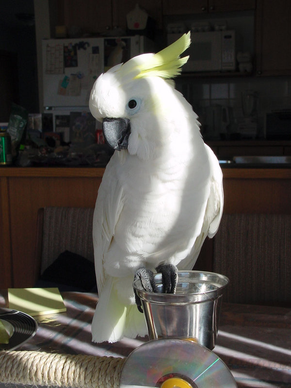 Pollito010.JPG