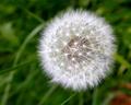 dandelion macro