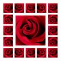 roses digital art