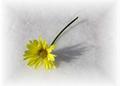 flower in snow
