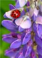 Ladybug & Lupine Flower II