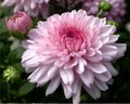 Pink Mum