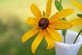  Tiny Bee with Flower
