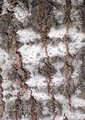 Tree Bark macro