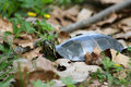 Turtle in leaves