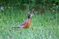 Robin Red Breast