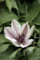 Renewal