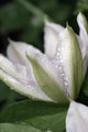 Garden Beauty