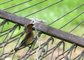 Cedar Waxwing Bird on Hammock