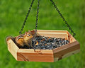 Happy Chipmunk
