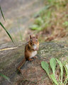 Chipmunk Portrait