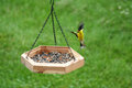 Goldfinch coming in for a landing