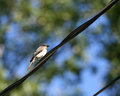 Bird Perched on Wire