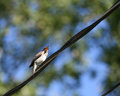 Bird on a Wire Singing