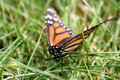 Butterfly Face