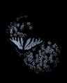 butterfly blue