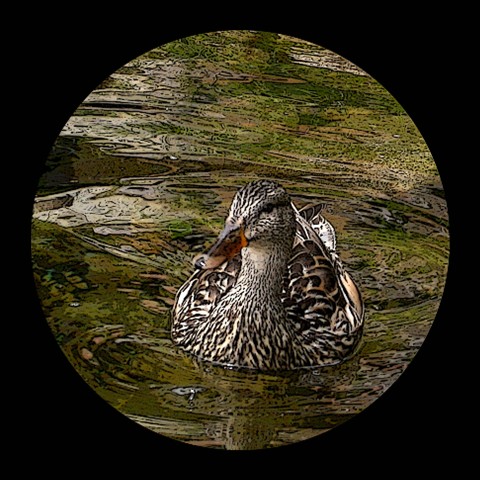 duck matted thumbnail.jpg