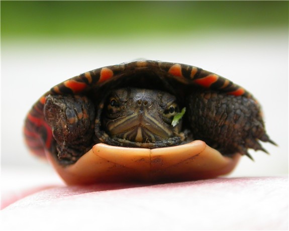 turtle thumb.jpg