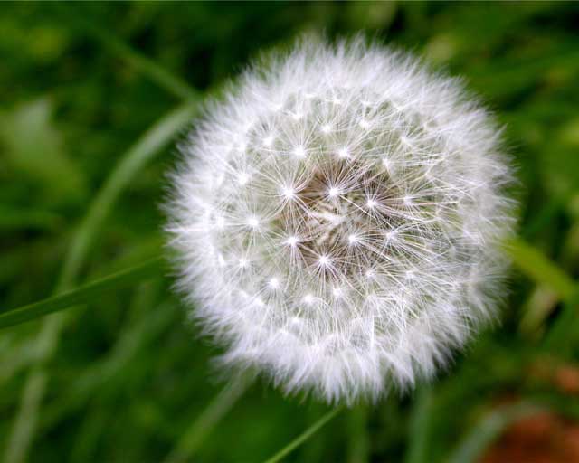 dandelion macro
