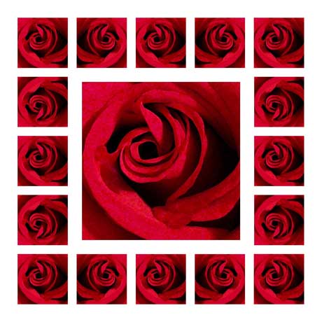 roses digital art