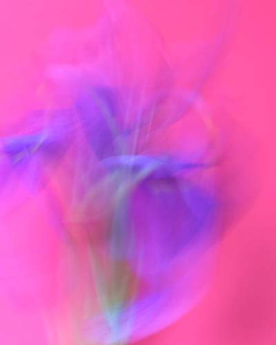 Iris Fantasy