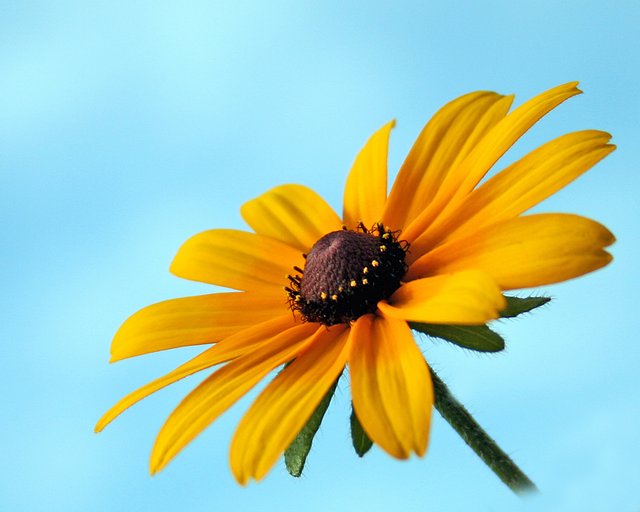 Flower in the Sun