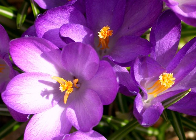 Crocus