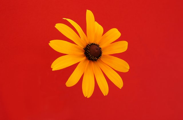 Flower Red  II.jpg