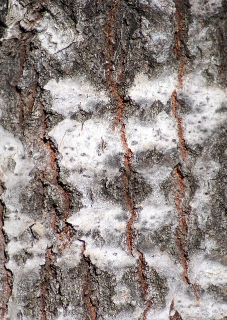 Tree Bark macro