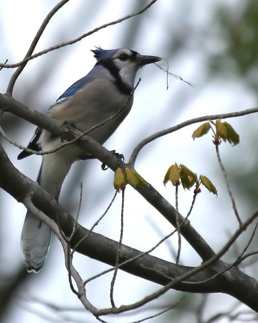 Blue Jay