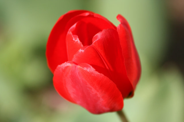 Tulip Red
