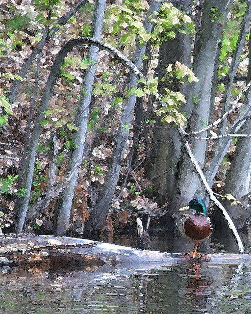 Pond Scene
