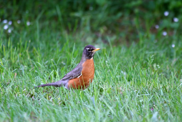 Robin Red Breast
