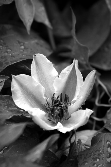 IMG_7423b&w.jpg