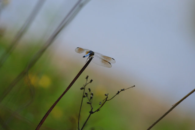 Lone Dragonfly