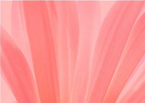 upload petals pink.jpg