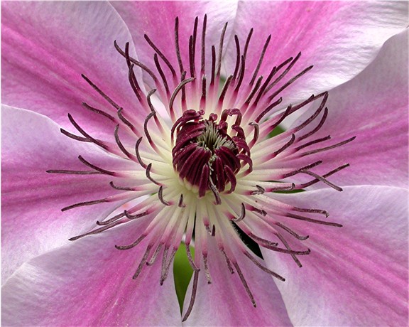 Clematis Center