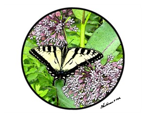 Butterfly in the Field