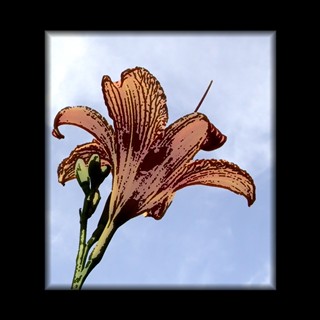 lily sky