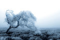 snowtree.jpg
