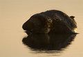 seal1.jpg