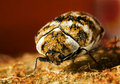 Clambid-Beetle.jpg