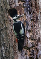 Gt Spotted Woodpecker (female) at nest.jpg